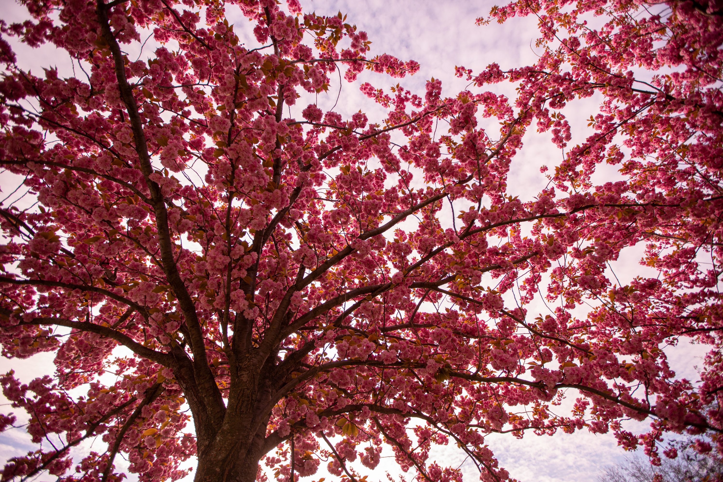cherry blossom Canopy near east side gallery berlin