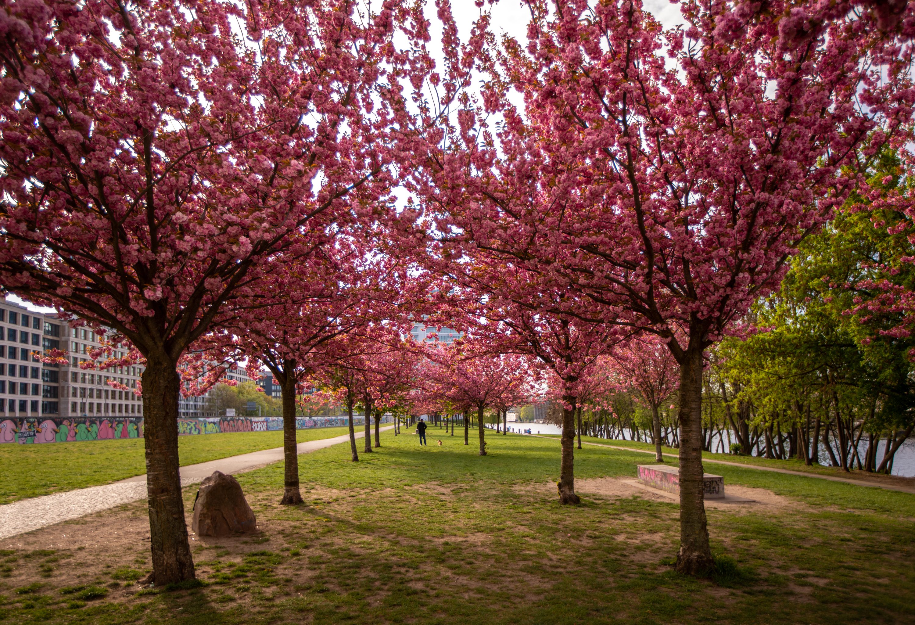 Cherry Blossom Tunnel Near East side gallery Berlin